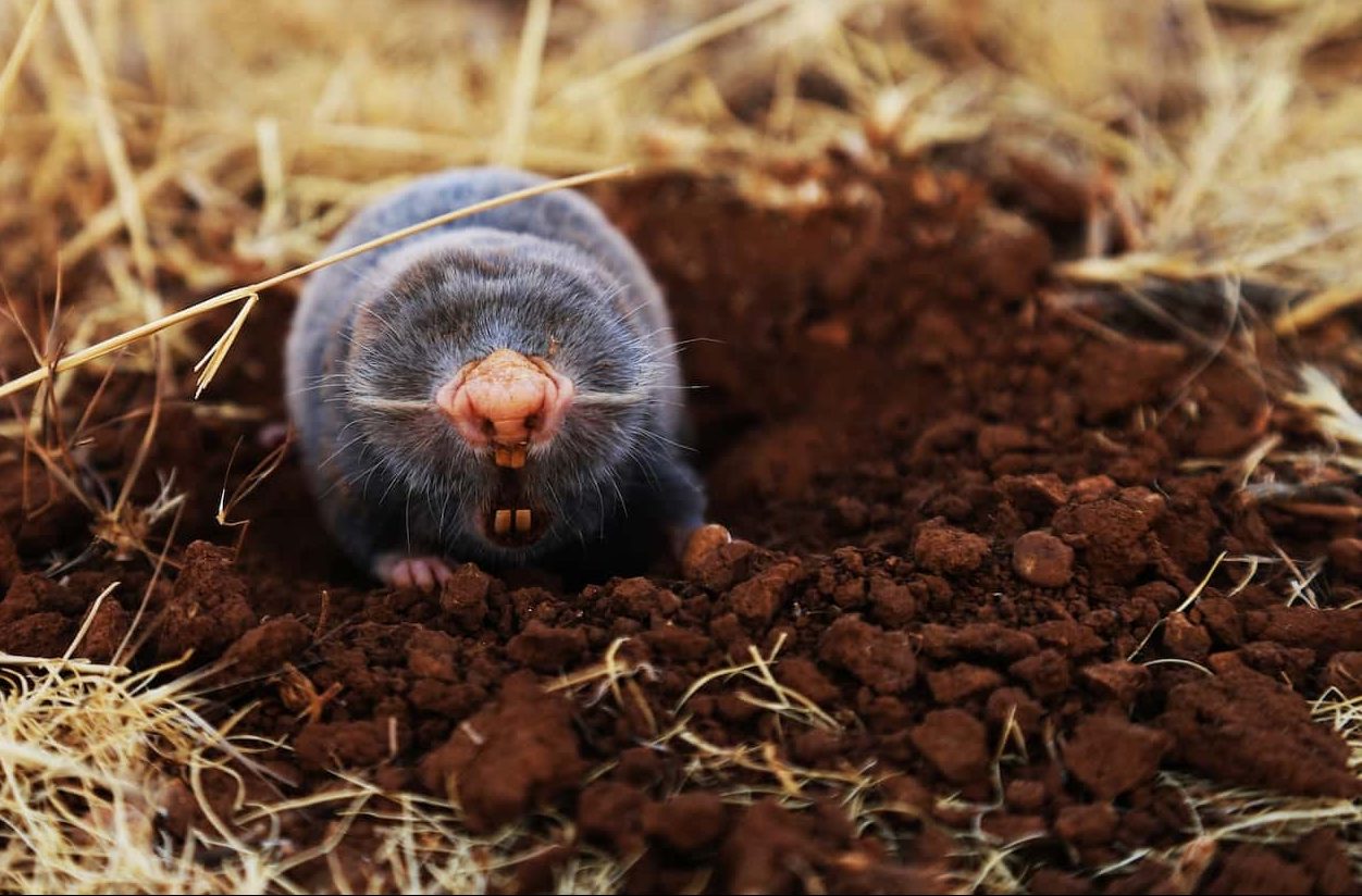 se débarrasser des taupes du jardin