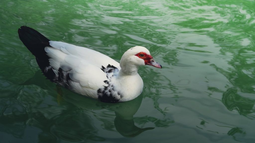 découvrez comment préparer un canard entier de manière simple et délicieuse grâce à nos conseils étape par étape pour une cuisson parfaite.