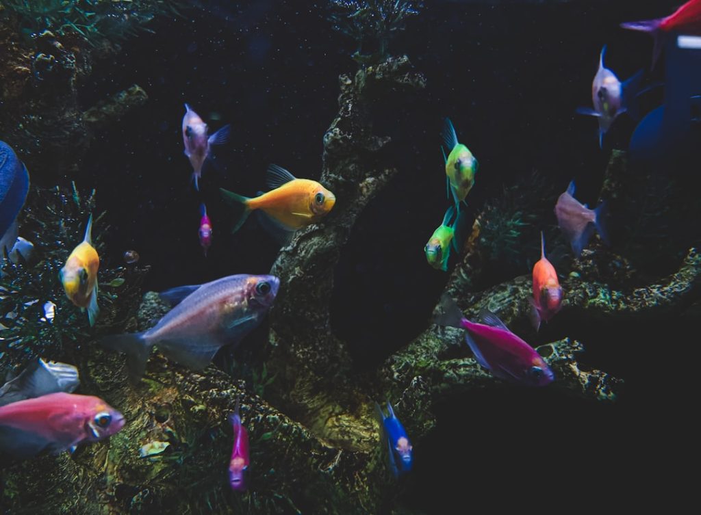 découvrez des idées créatives pour fabriquer vos propres décorations d'aquarium diy et personnalisez le habitat de vos poissons avec style et originalité.