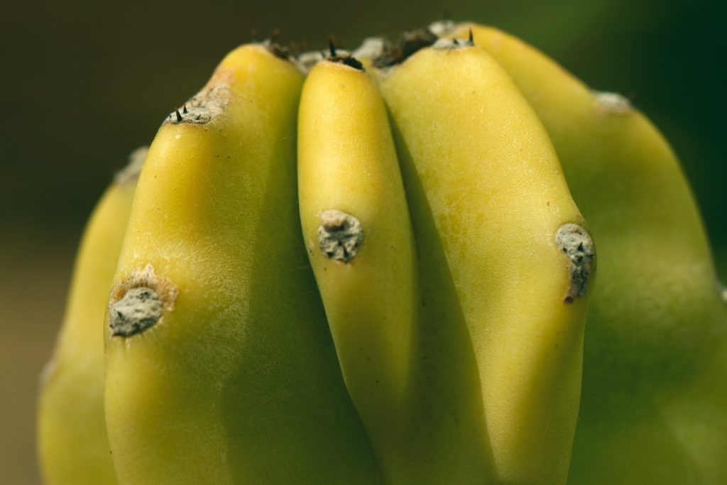 découvrez les bienfaits de l'engrais à base de pelure de banane, une solution naturelle et économique pour nourrir vos plantes et améliorer la qualité de votre sol.